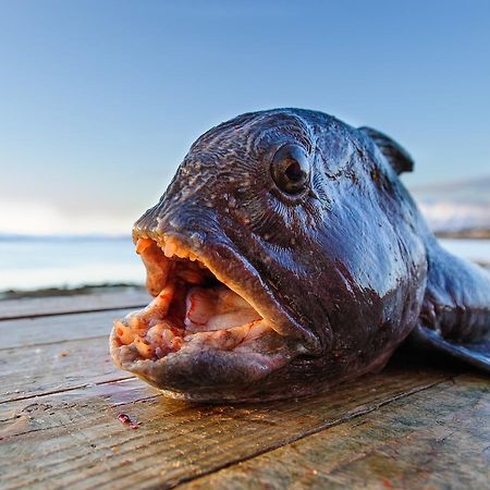Vikran Vacation: Sea Fishing And Northern Lights エクステリア 写真