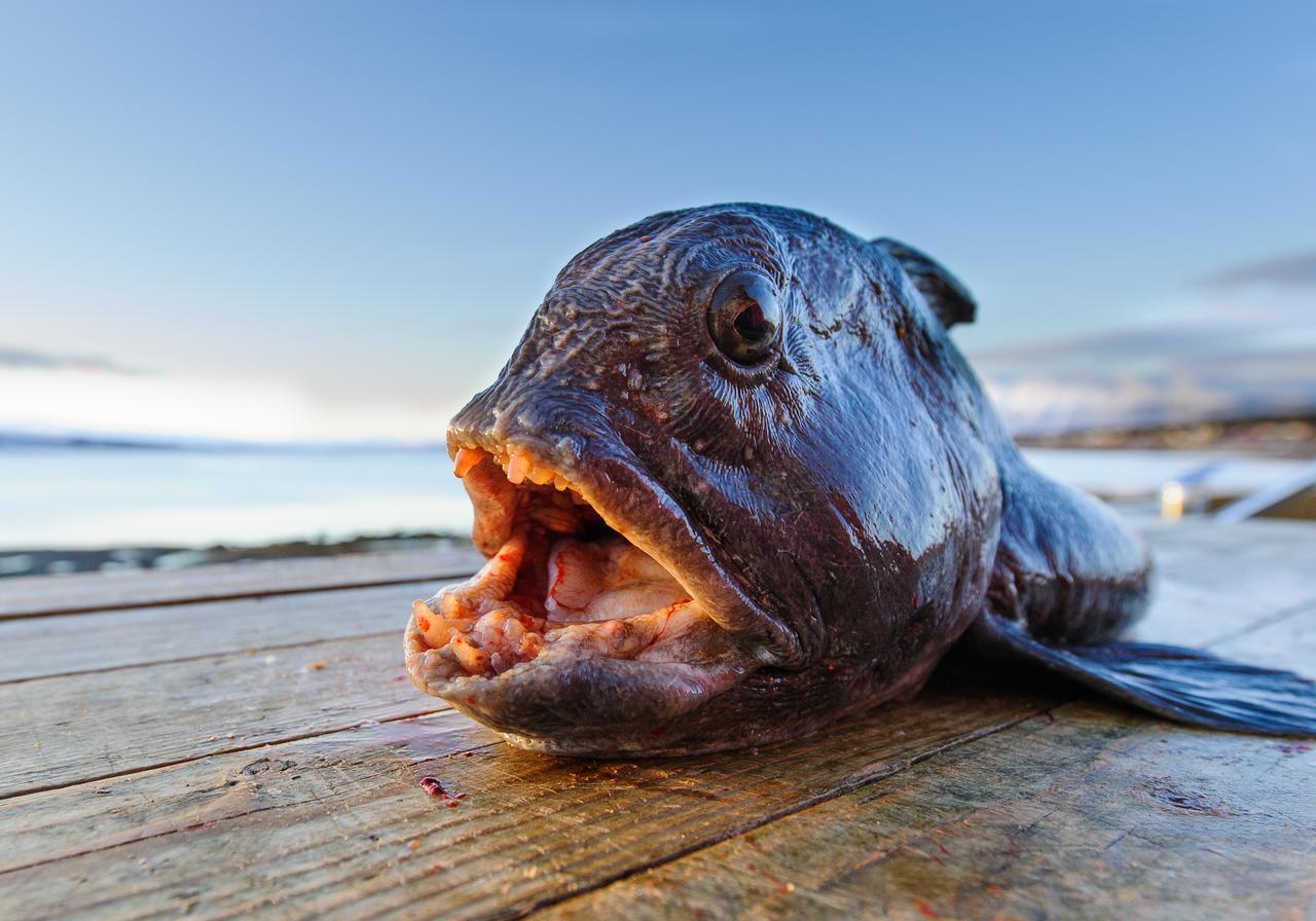 Vikran Vacation: Sea Fishing And Northern Lights エクステリア 写真
