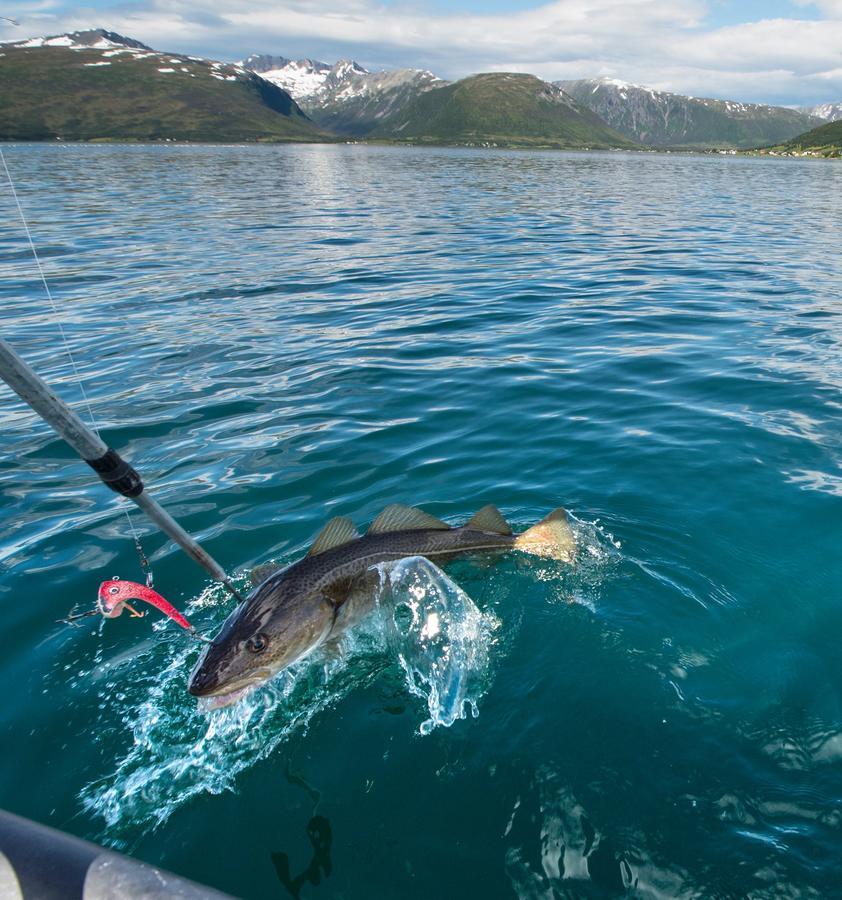 Vikran Vacation: Sea Fishing And Northern Lights エクステリア 写真