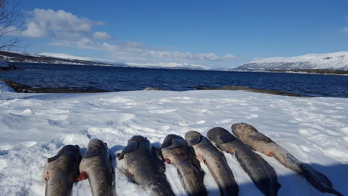 Vikran Vacation: Sea Fishing And Northern Lights エクステリア 写真